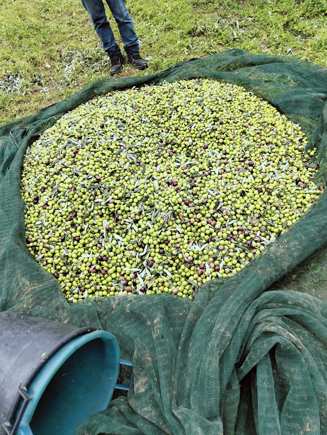 La raccolta delle olive: quando farla e perché fa la differenza