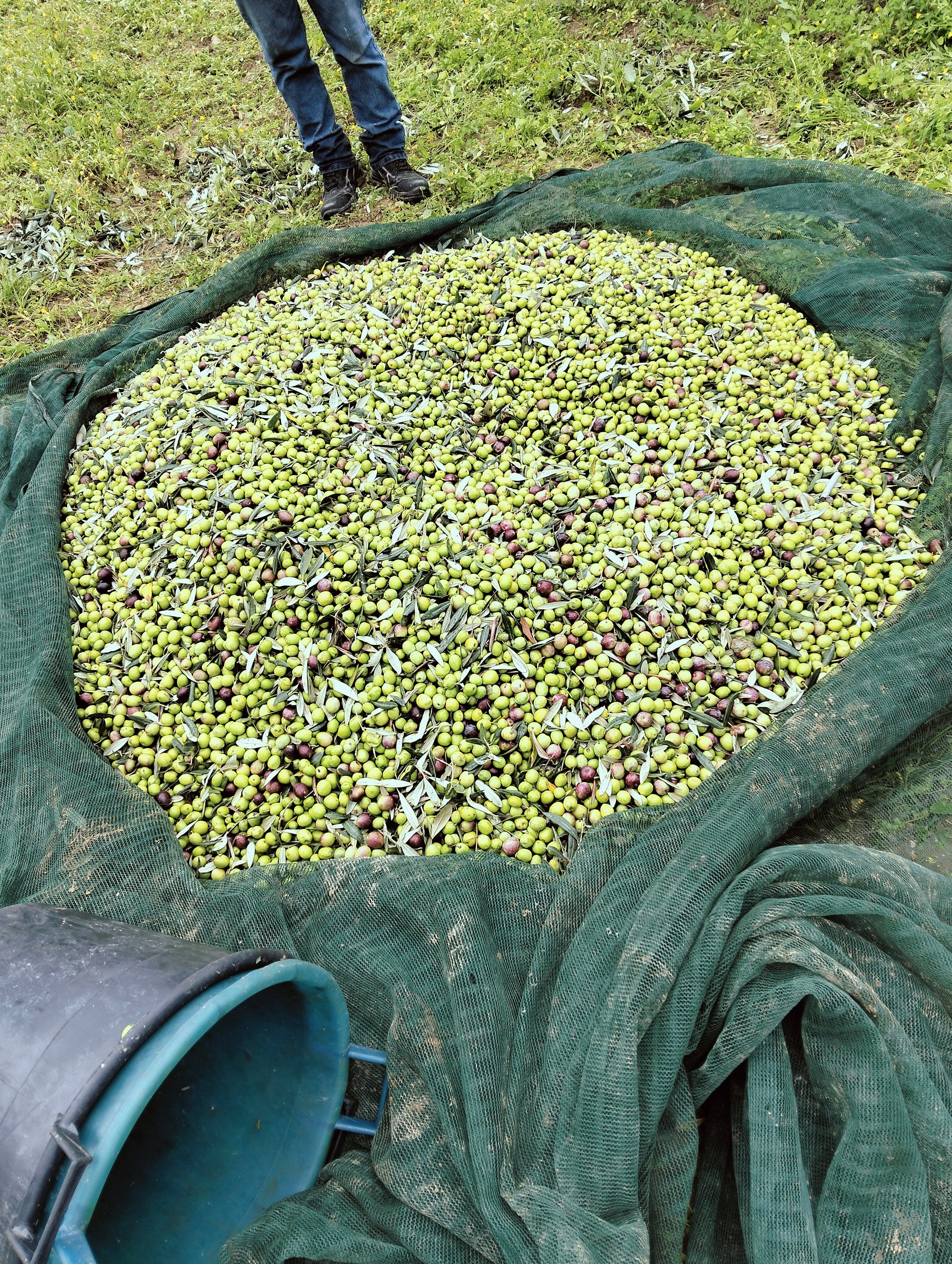 La raccolta delle olive: quando farla e perché fa la differenza