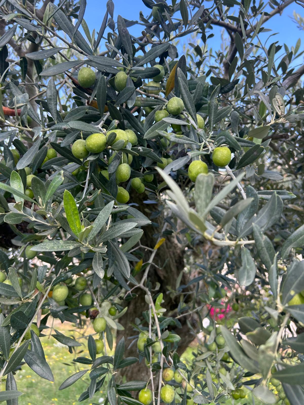 L’Olio Extravergine d’Oliva in Cucina: Scopri Tutto Ciò che Devi Sapere!