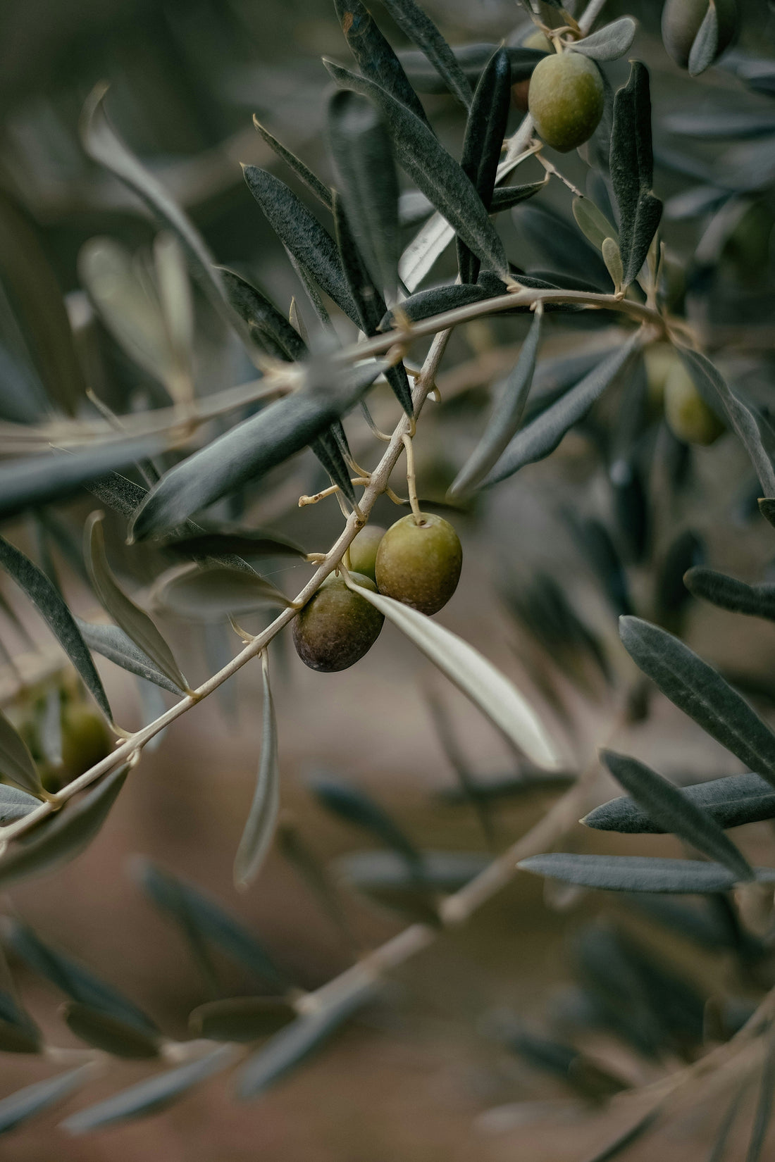 Le 6 curiosità che (forse) non conoscevi sull’olio di oliva