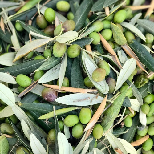 Olio Extravergine di Oliva Donna Elaia